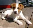 le jack russel