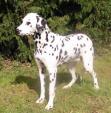 le dalmatien