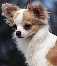 le chihuahua